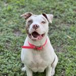 River Ridge Animal Clinic