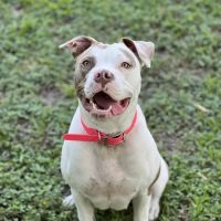 River Ridge Animal Clinic ico