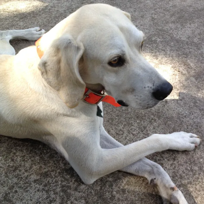 River Ridge Animal Clinic Picture 3