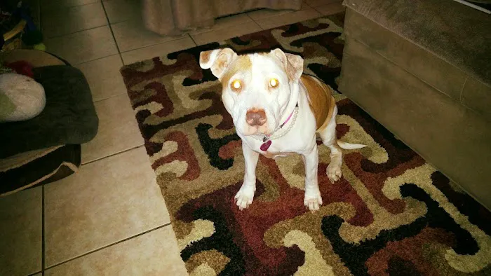 River Ridge Animal Clinic Picture 8