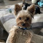 Shakopee Veterinary Clinic