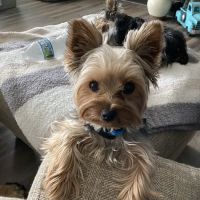 Shakopee Veterinary Clinic ico