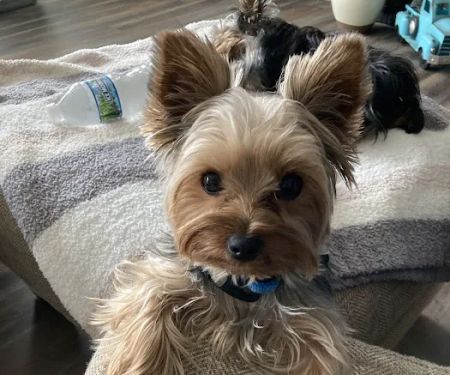 Shakopee Veterinary Clinic