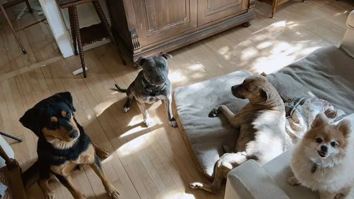 Southfork Animal Hospital Picture 1
