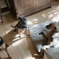 Southfork Animal Hospital ico