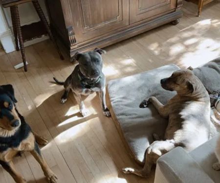 Southfork Animal Hospital