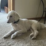 Dakota Pet Hospital