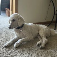 Dakota Pet Hospital ico