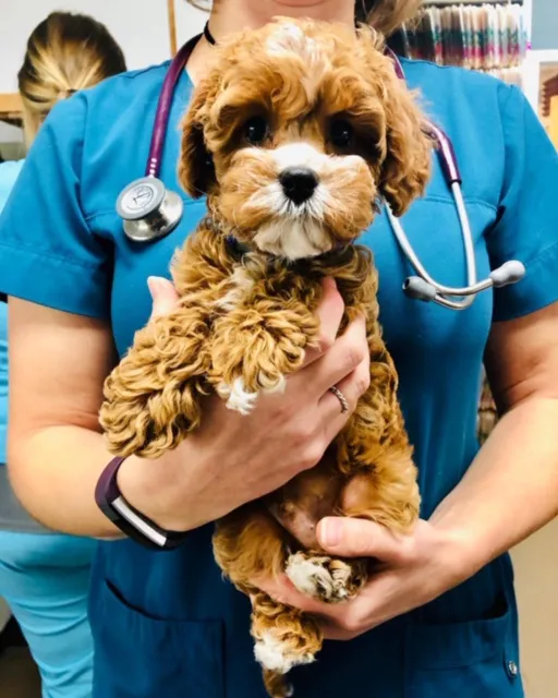 Dakota Pet Hospital Picture 3