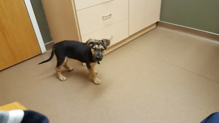 Dakota Pet Hospital Picture 10