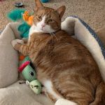 Hillcrest Animal Hospital