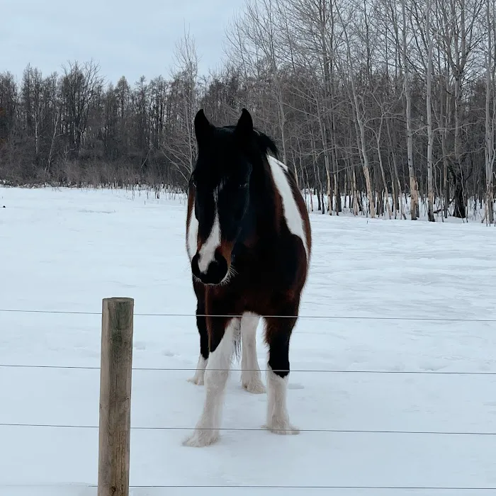 Sunrise Equine Veterinary Services Picture 2