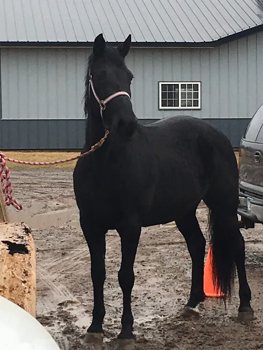 Sunrise Equine Veterinary Services Picture 1