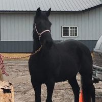 Sunrise Equine Veterinary Services ico