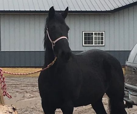 Sunrise Equine Veterinary Services