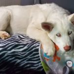Valley View Veterinary Hospital