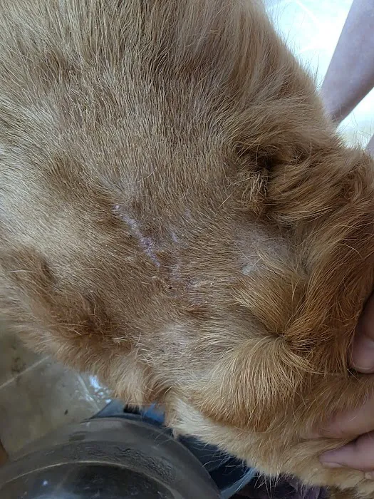 Valley View Veterinary Hospital Picture 4