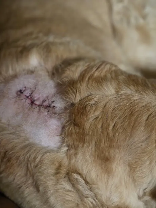Valley View Veterinary Hospital Picture 10