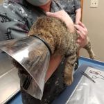North Branch Veterinary Hospital: Jacobs Doug DVM