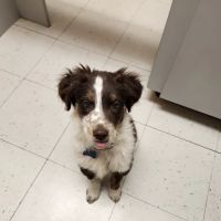 Providence Vet Clinic ico