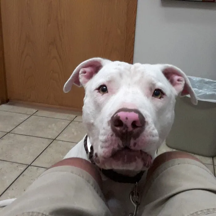St. Francis Veterinary Clinic Picture 10