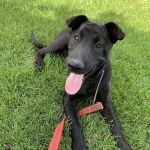Riverbend Pet Hospital