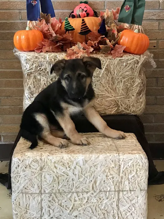 Town & Country Veterinary Services Picture 10