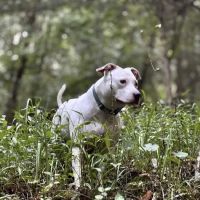 Farmington Veterinary Clinic ico