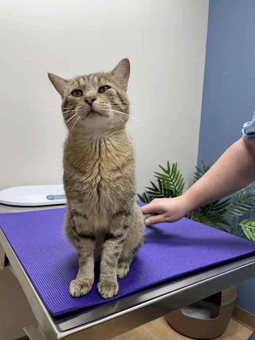 Healing Hands Veterinary Hospital Picture 7
