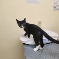Watertown Veterinary Clinic ico