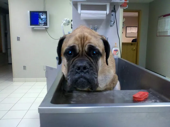 Delano Veterinary Clinic Picture 5