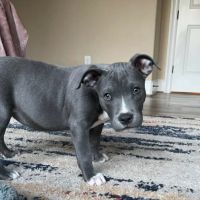 Cornelius Veterinary Clinic ico