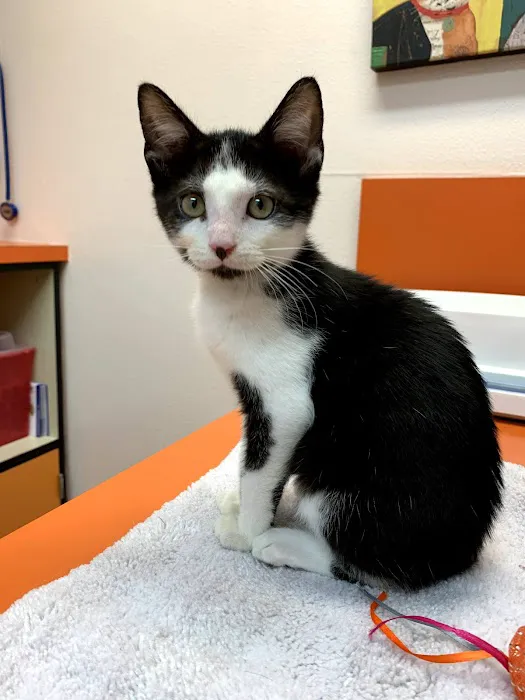 Cornelius Veterinary Clinic Picture 9