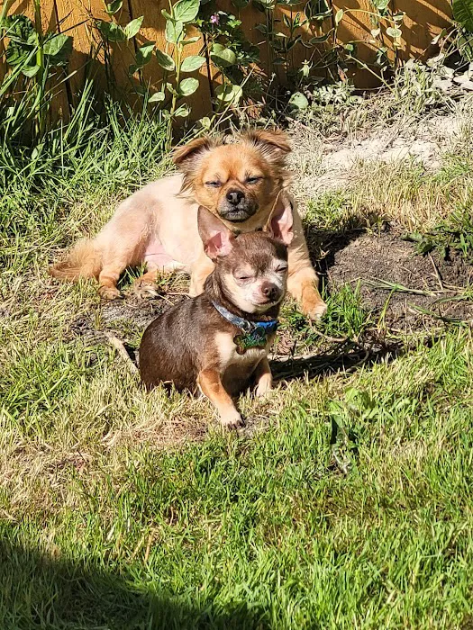 Companion Pet Care Picture 4