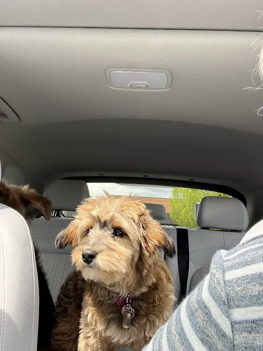 Companion Pet Care Picture 10