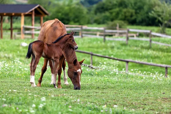 Willamette Valley Equine Veterinary Services Picture 1