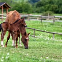 Willamette Valley Equine Veterinary Services ico