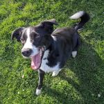 Scappoose Veterinary Hospital