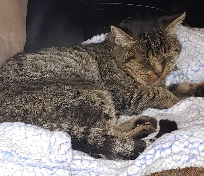 Scappoose Veterinary Hospital Picture 9