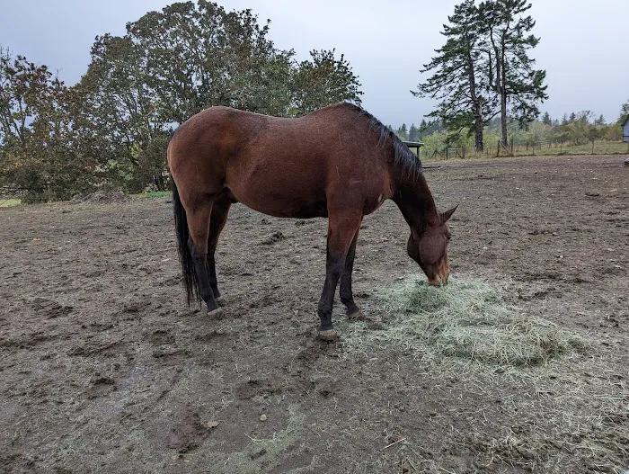 Eagle Fern Equine Hospital Picture 2