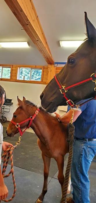 Eagle Fern Equine Hospital Picture 3