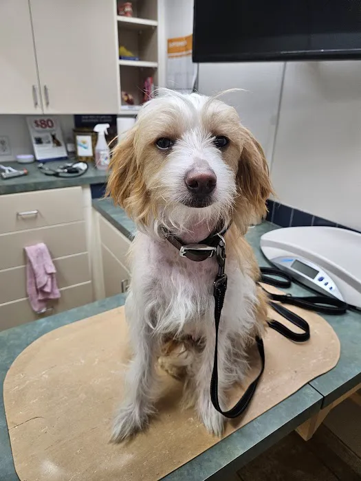 Eagle Fern Veterinary Hospital Picture 2
