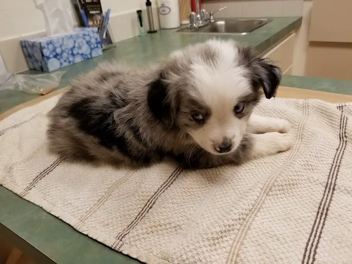 Eagle Fern Veterinary Hospital Picture 1
