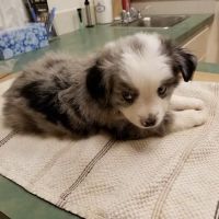 Eagle Fern Veterinary Hospital ico