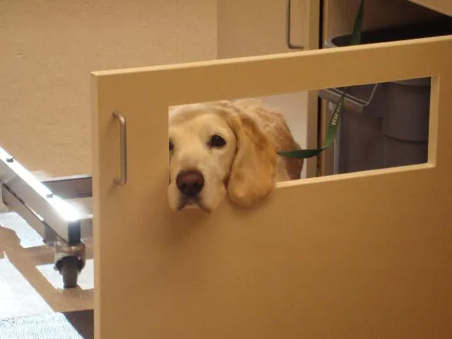 Eagle Fern Veterinary Hospital Picture 7