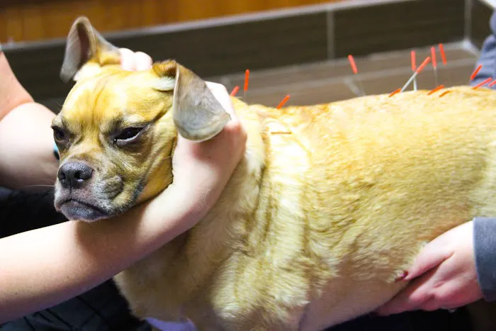 Redstone Animal Hospital Picture 2