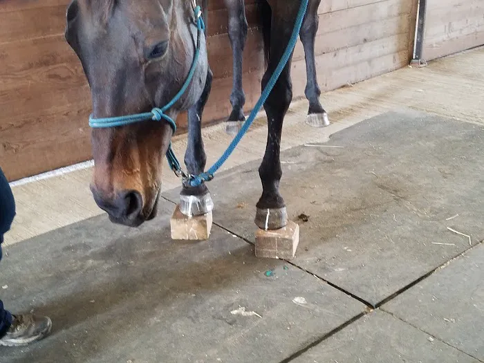Zephyr Equine Veterinary Services Picture 1