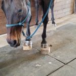 Zephyr Equine Veterinary Services