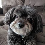 WEST HILLS/SOUTH METRO MOBILE VET