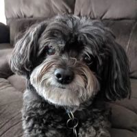 WEST HILLS/SOUTH METRO MOBILE VET ico